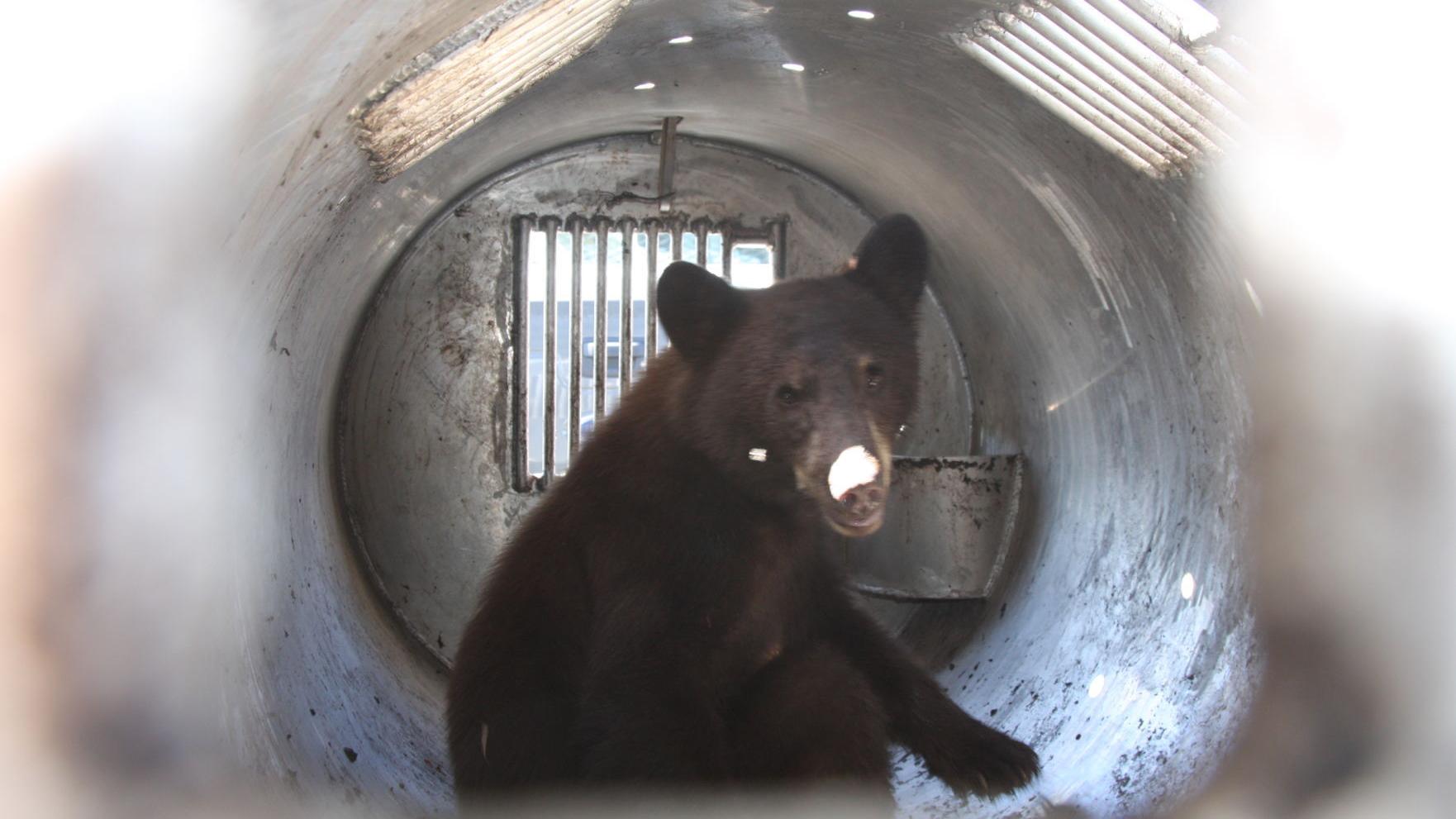 Officials working to track young black bear spotted in SaddleBrooke